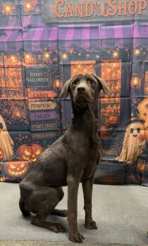 Missy -  Labrador Retriever Dog for Adoption in Campbellsville, Kentucky - Missy | PetCurious