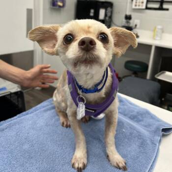 Dex -  Poodle Dog for Adoption in Fairfax Station, Virginia - Dex | PetCurious