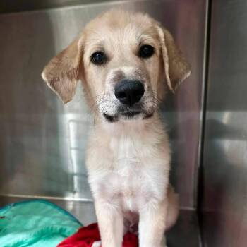 Everest (Fluffingale) -  Mixed Breed Dog for Adoption in Park Falls, Wisconsin - Everest (Fluffingale) | PetCurious