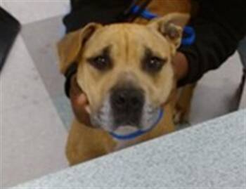 Black Mouth Cur Dogs Available for Adoption in Oklahoma City, Oklahoma - A475295 | PetCurious