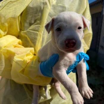 Kit -  Cattle Dog and Mixed Breed Dog for Adoption in Buchanan Dam, Texas - Kit | PetCurious