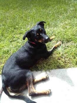 Miniature Pinscher Dogs Available for Adoption in Zimmerman, Minnesota - Kaida | PetCurious