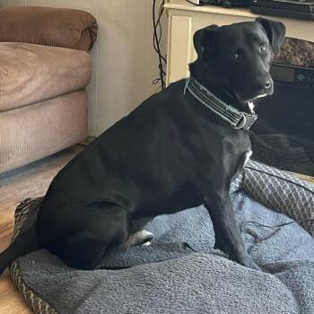 Rescue Black Labrador Retriever Dogs for Adoption in Newport, North Carolina - Conor (Courtesy Post) | PetCurious