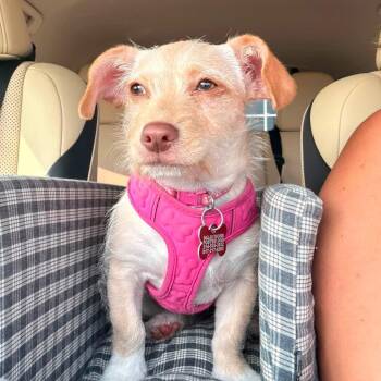 Canela -  Chihuahua Dog for Adoption in Allen, Texas - Canela | PetCurious