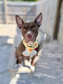 Mixed Breed Dogs Available for Adoption in Muskegon, Michigan - Feddi (foster) | PetCurious