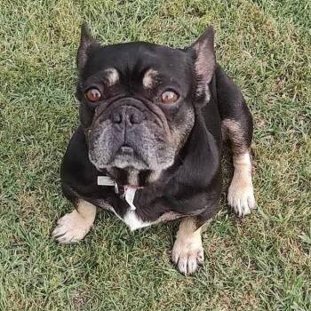 Rescue French Bulldog Dogs for Adoption in Sanger, Texas - Piper | PetCurious