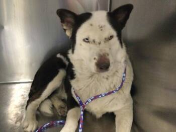 A1925152 -  Border Collie and Mixed Breed Dog for Adoption in Thousand Palms, California - A1925152 | PetCurious