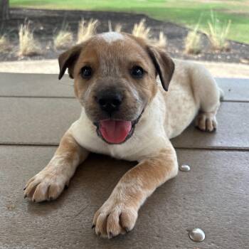 Conner -  Australian Cattle Dog Blue Heeler and Great Pyrenees Dog for Adoption in Pflugerville, Texas - Conner | PetCurious