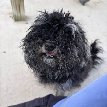 Esmeralda -  Shih Tzu and Mixed Breed Dog for Adoption in Binghamton, New York - Esmeralda | PetCurious