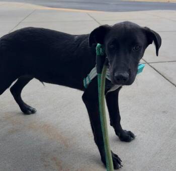 Bram Devein -  Cattle Dog Dog for Adoption in Fort Lupton, Colorado - Bram Devein | PetCurious