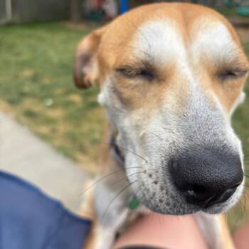 Daisy -  Mixed Breed Dog for Adoption in Buffalo, Minnesota - Daisy | PetCurious