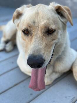 Max -  Golden Retriever Dog for Adoption in Manhattan Beach, California - Max | PetCurious