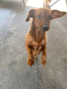 Slink -  Dachshund Dog for Adoption in Edinburg, Virginia - Slink | PetCurious