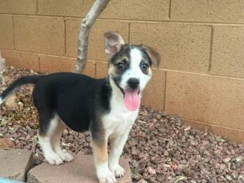 Kaya -  Jack Russell Terrier and Terrier Dog for Adoption in Phoenix, Arizona - Kaya | PetCurious