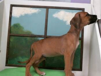 A2098369 -  Staffordshire Bull Terrier and Mixed Breed Dog for Adoption in Houston, Texas - A2098369 | PetCurious