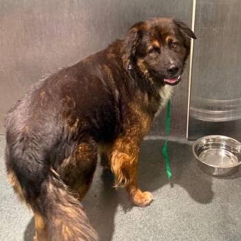 Phillip -  Mixed Breed Dog for Adoption in Warwick, Rhode Island - Phillip | PetCurious