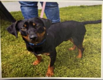 Rescue Miniature Pinscher and Dachshund Dogs for Adoption in Riverton, Utah - BamBam | PetCurious