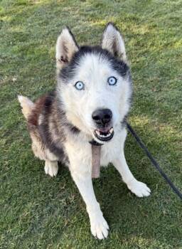 Rescue Siberian Husky Dogs for Adoption in Tulare, California - Major | PetCurious