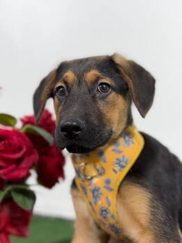 German Shepherd Dog and Rottweiler Dogs Available for Adoption in Carlsbad, California - Johnny Depp-One Of Our Amazing Rescue Dogs | PetCurious
