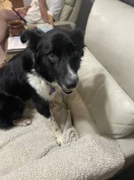 Border Collie and Mixed Breed Dogs Available for Adoption in Fort Worth, Texas - Zoey | PetCurious