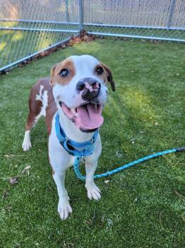 Fitz Roy -  Mixed Breed Dog for Adoption in Savannah, Georgia - Fitz Roy | PetCurious