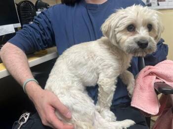 Poodle and Mixed Breed Dogs Available for Adoption in Colorado Springs, Colorado - CHULULA | PetCurious