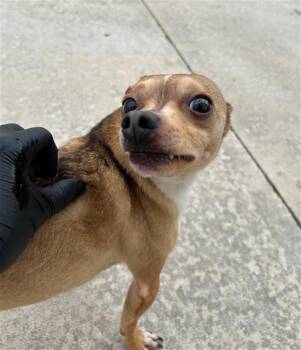 LOGAN -  Chihuahua and Mixed Breed Dog for Adoption in Geneva, Illinois - LOGAN | PetCurious