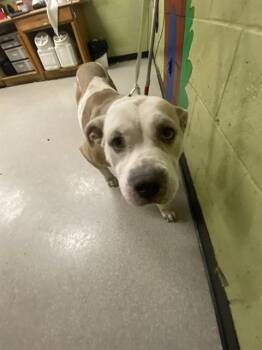 Pit Bull Terrier Dogs Available for Adoption in Indianapolis, Indiana - HILDA | PetCurious