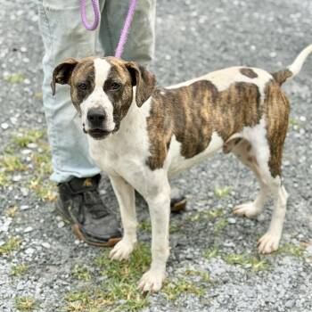 Hound and Mixed Breed Dogs Available for Adoption in Washington, District Of Columbia - Butters | PetCurious