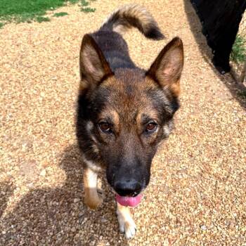 German Shepherd Dog Dogs Available for Adoption in Birmingham, Alabama - Chief | PetCurious