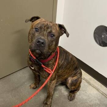 Rescue Mixed Breed Dogs for Adoption - SIC-Stray-96406 (Bear) | PetCurious