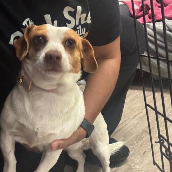 Jack Russell Terrier and Mixed Breed Dogs Available for Adoption - Daisy | PetCurious