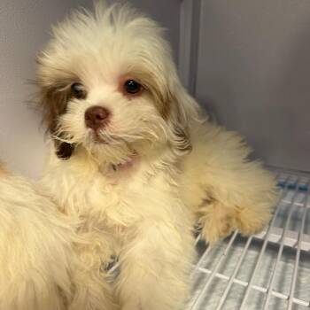 Happy -  Shih Tzu and Poodle Dog for Adoption in Baton Rouge, Louisiana - Happy | PetCurious