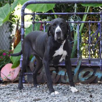 Bingo -  Retriever and Great Dane Dog for Adoption in Wake Forest, North Carolina - Bingo | PetCurious