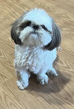 Prissy -  Shih Tzu Dog for Adoption in Marietta, Georgia - Prissy | PetCurious