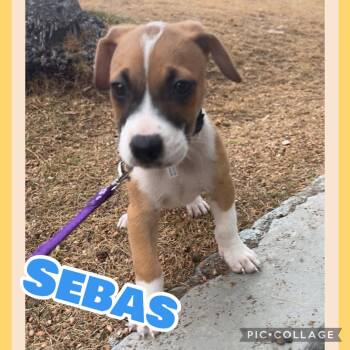 Sebas -  Labrador Retriever and Pit Bull Terrier Dog for Adoption in Ringwood, New Jersey - Sebas | PetCurious