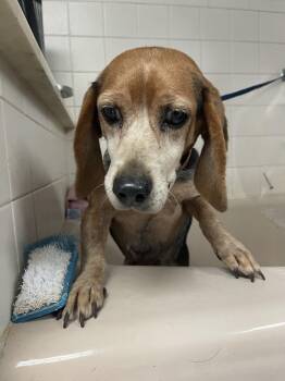 Rescue Beagle Dogs for Adoption in Stoughton, Massachusetts - Honey | PetCurious