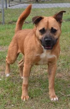 Mixed Breed Dogs Available for Adoption in Kingsland, Georgia - Flake | PetCurious