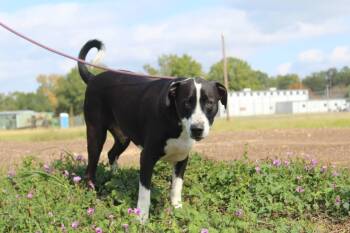 Goliath -  Black Labrador Retriever and Mastiff Dog Available for Adoption in Jacksonville, Texas - Goliath | PetCurious