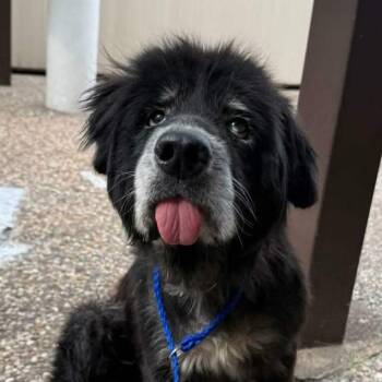 Sirius Black -  Shepherd and Mixed Breed Dog for Adoption in Pearland, Texas - Sirius Black | PetCurious