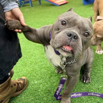 Thundercloud -  Mixed Breed Dog for Adoption in Savannah, Georgia - Thundercloud | PetCurious