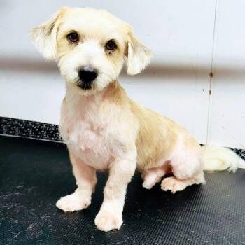 PELU (out of town) -  Poodle Dog for Adoption in New York, New York - PELU (out Of Town) | PetCurious