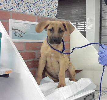 Staffordshire Bull Terrier and Mixed Breed Dogs Available for Adoption in Houston, Texas - SOREN | PetCurious