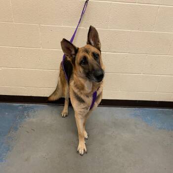 Daja -  Mixed Breed Dog for Adoption in Memphis, Tennessee - Daja | PetCurious