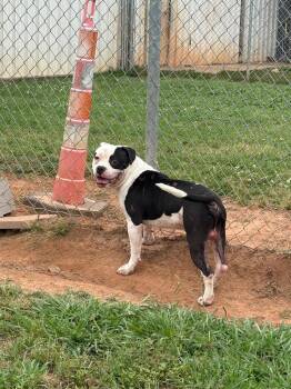 Mixed Breed Dogs Available for Adoption in Bossier City, Louisiana - Garrett | PetCurious