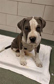 Pit Bull Terrier Dogs Available for Adoption in Santa Fe, New Mexico - THOR | PetCurious