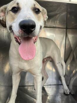 Rescue Mixed Breed Dogs for Adoption in Dallas, Texas - DISCO | PetCurious
