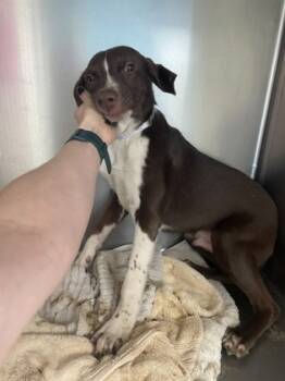Rescue Labrador Retriever and Mixed Breed Dogs for Adoption in Houston, Texas - PLANKTON | PetCurious