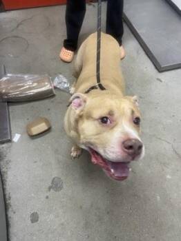 Chowder -  Mixed Breed Dog for Adoption in West Chester, Pennsylvania - Chowder | PetCurious