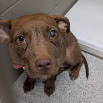 Rescue Pit Bull Terrier and Mixed Breed Dogs for Adoption in Carlyle, Illinois - Brownie | PetCurious